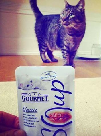 Soup For Perdita Weeks's Cat.